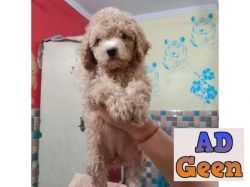 Poodle dog puppies available for sale